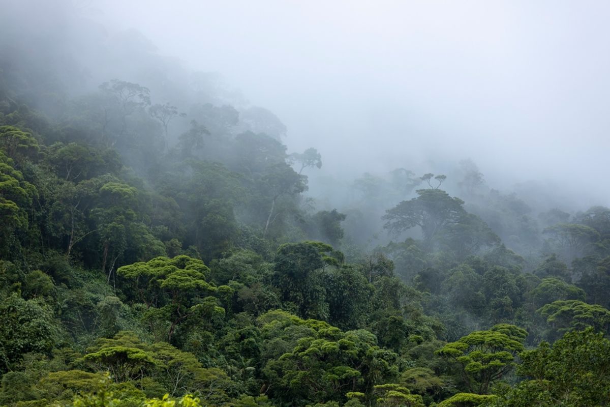 Amazon Rainforest Could Face “Large-Scale Collapse” As Soon As 2050