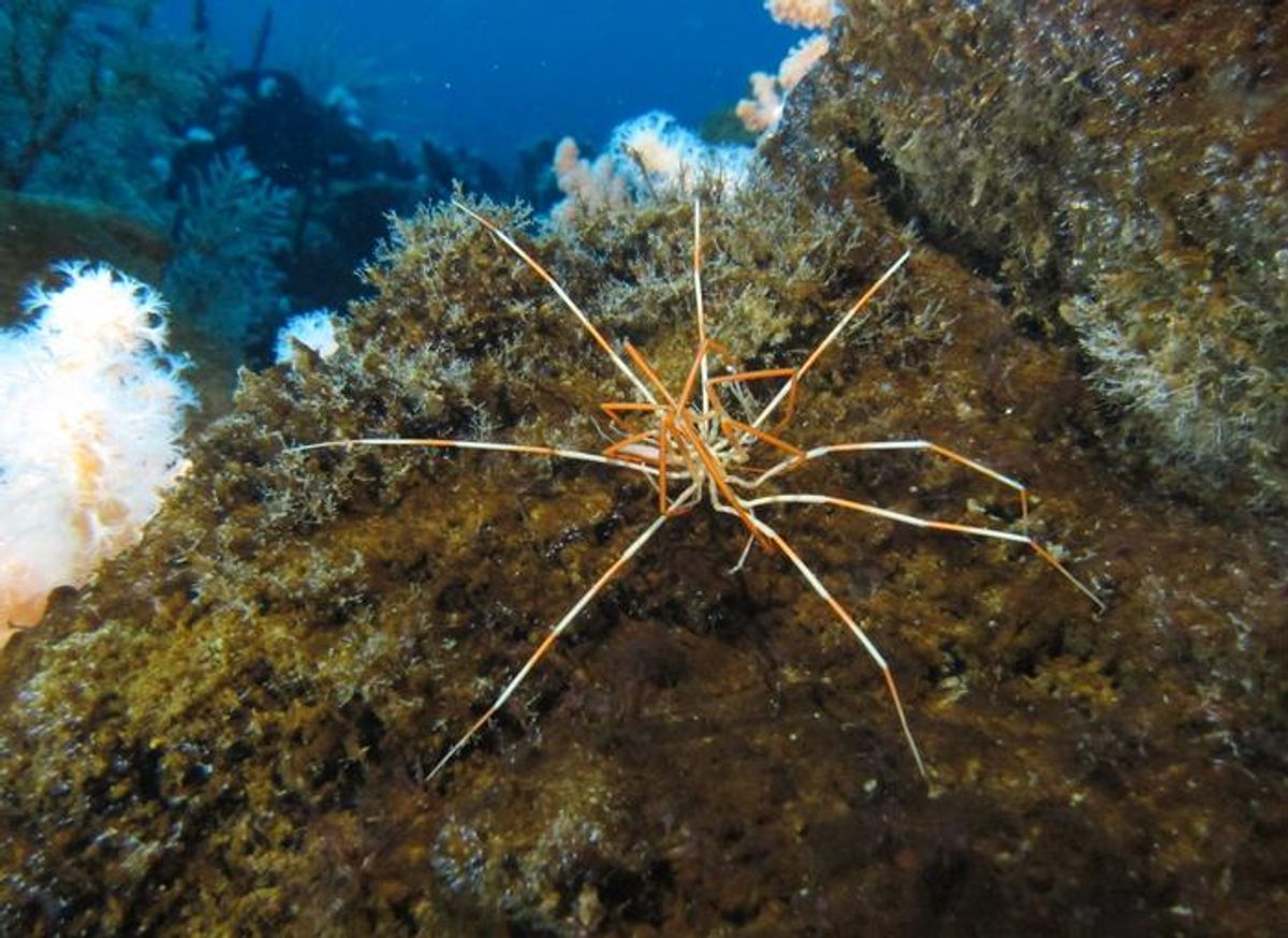 Giant Antarctic Sea Spiders’ Reproductive Secrets Finally Revealed After 140 Years