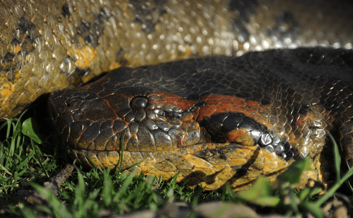 New Giant Anaconda Species Discovered While Filming With Will Smith In Amazon