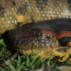 Not many species get discovered twice, still less by Linnaeus and with the help of a Hollywood celebrity, but the northern green anaconda has