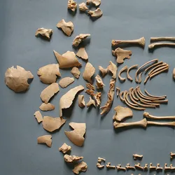 human bones laid out on a grey background