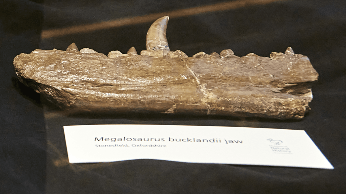 200 Years Ago‚ A Dinosaur Was Named For The First Time