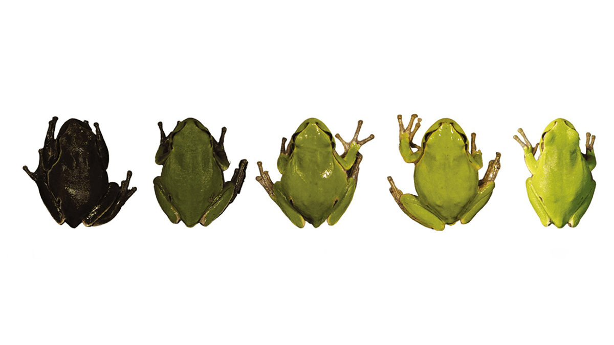 Chernobyl Frogs Have Changed Color‚ And It Could Be What’s Helped Them Survive