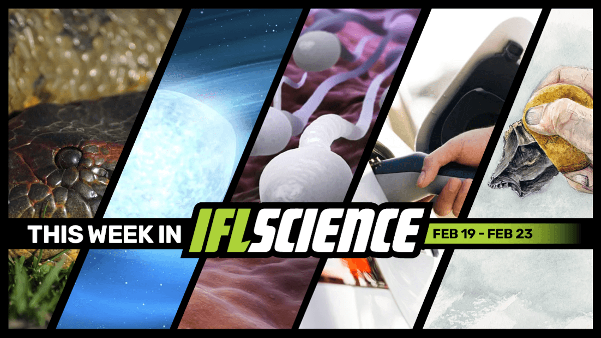 New Giant Anaconda Species Discovered While Filming With Will Smith‚ Lab-Grown Testicles May Be Capable Of Producing Sperm‚ And Much More This Week