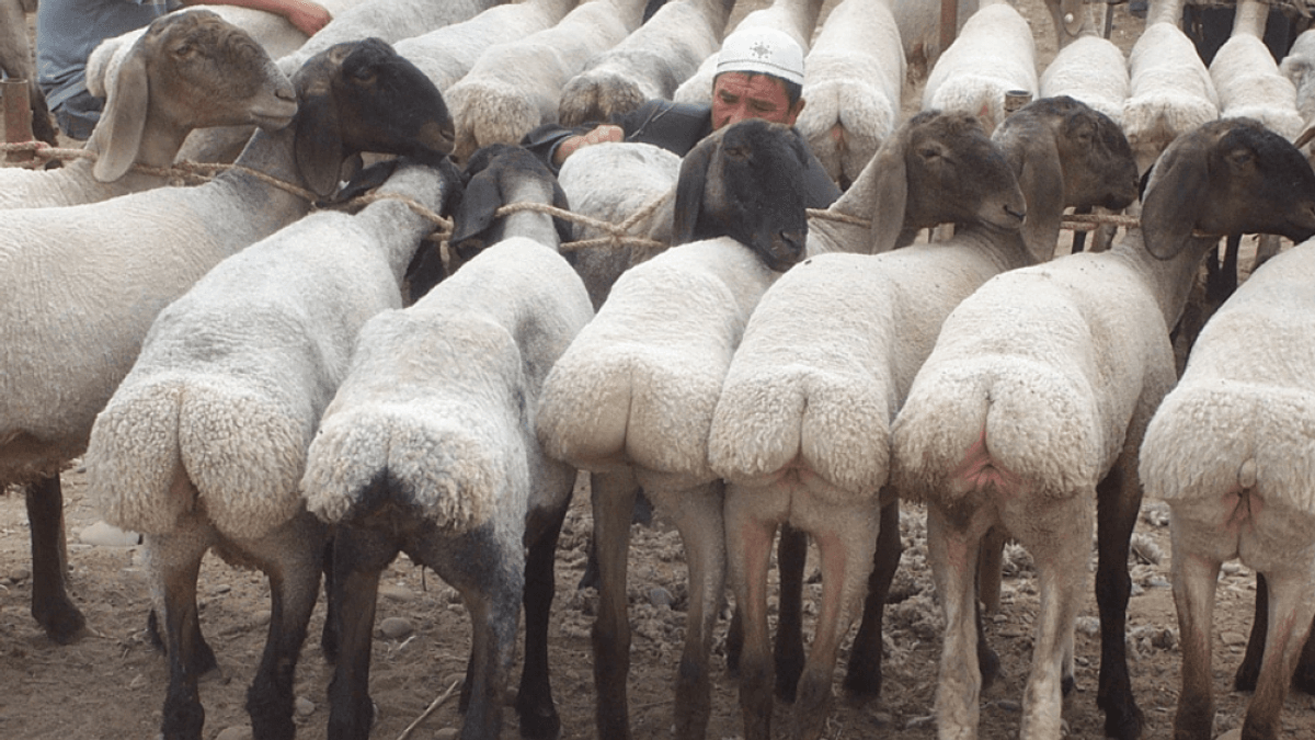 People Are Just Now Discovering The Fat-Tailed Sheep