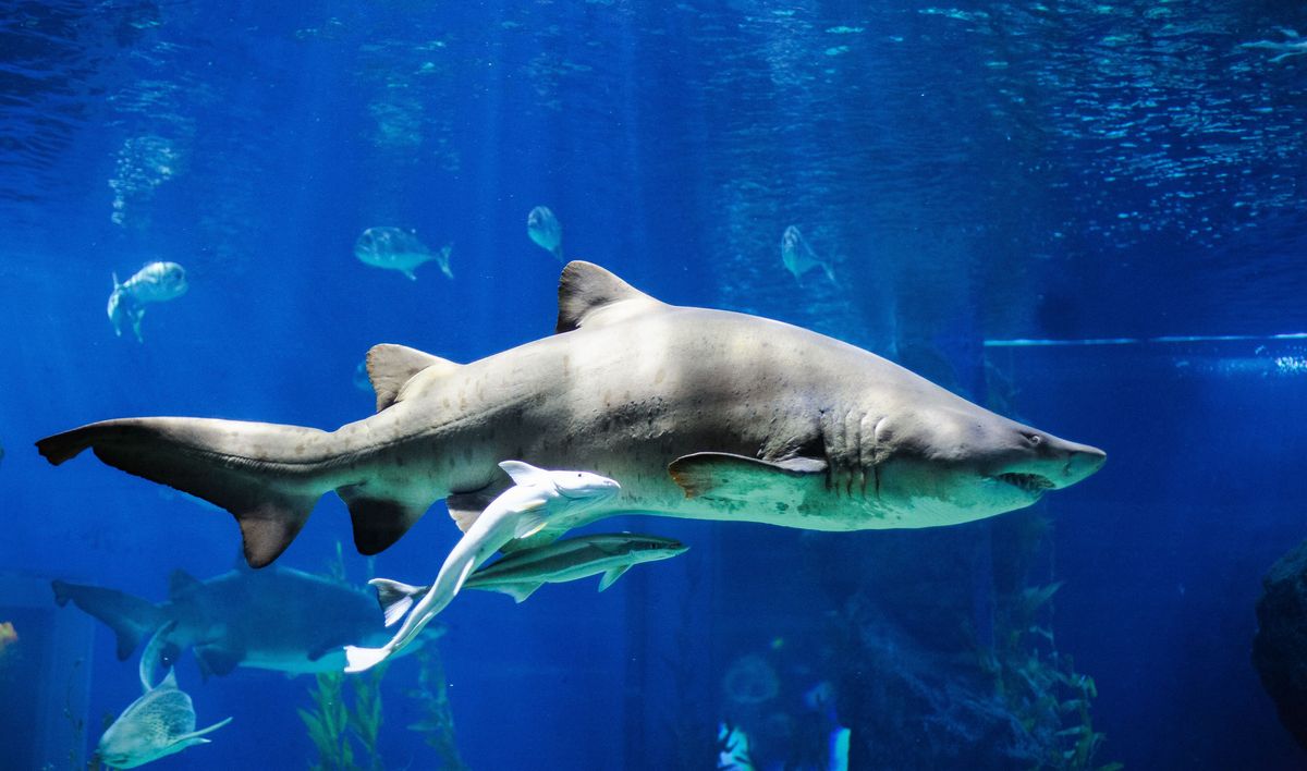 Sharks Can Have Bellybuttons – And Other Facts About Their Incredible Diversity