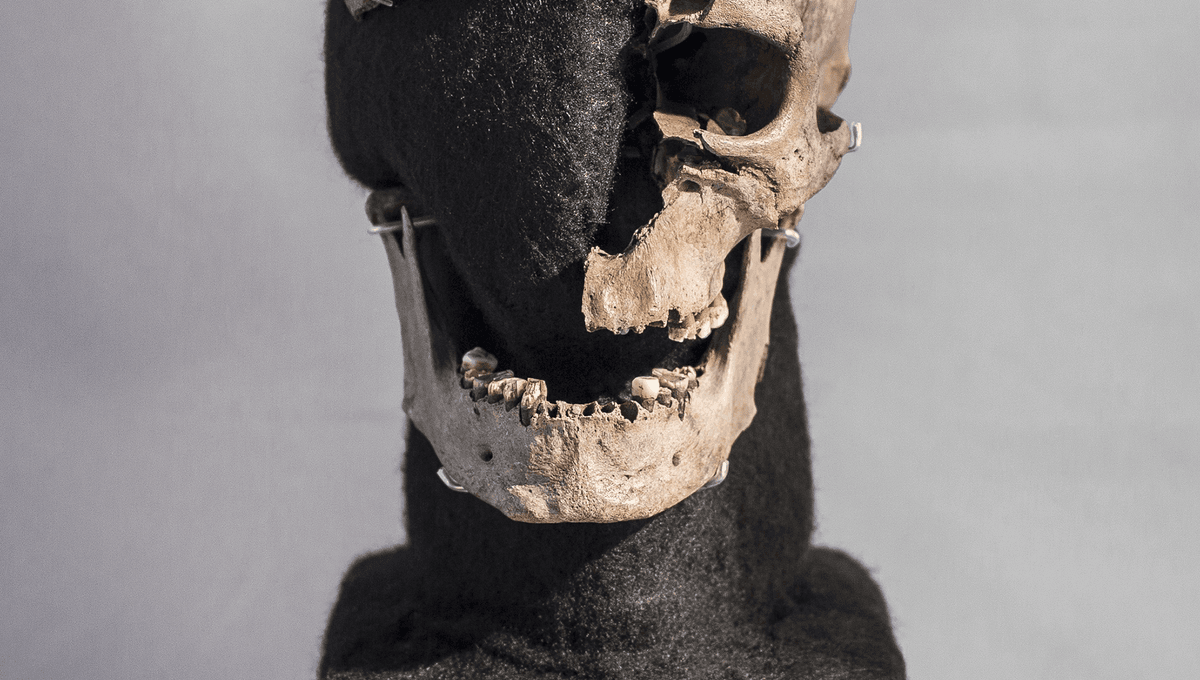 New Details On The Life And Death Of Vittrup Man Uncovered After 5,000 Years - Vimarsana News