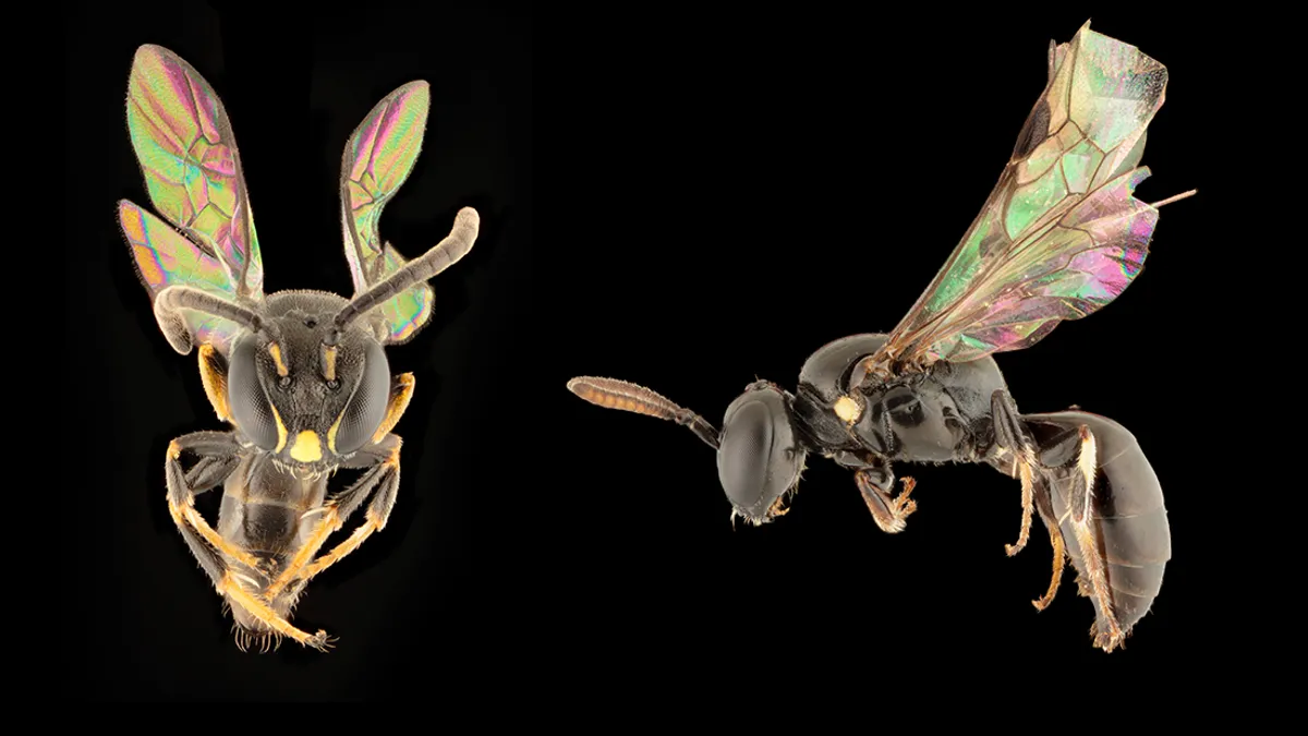 On the left is Hylaeus derectus, and on the right is Hylaeus navai, both are among the newly discovered species found in Fiji.





