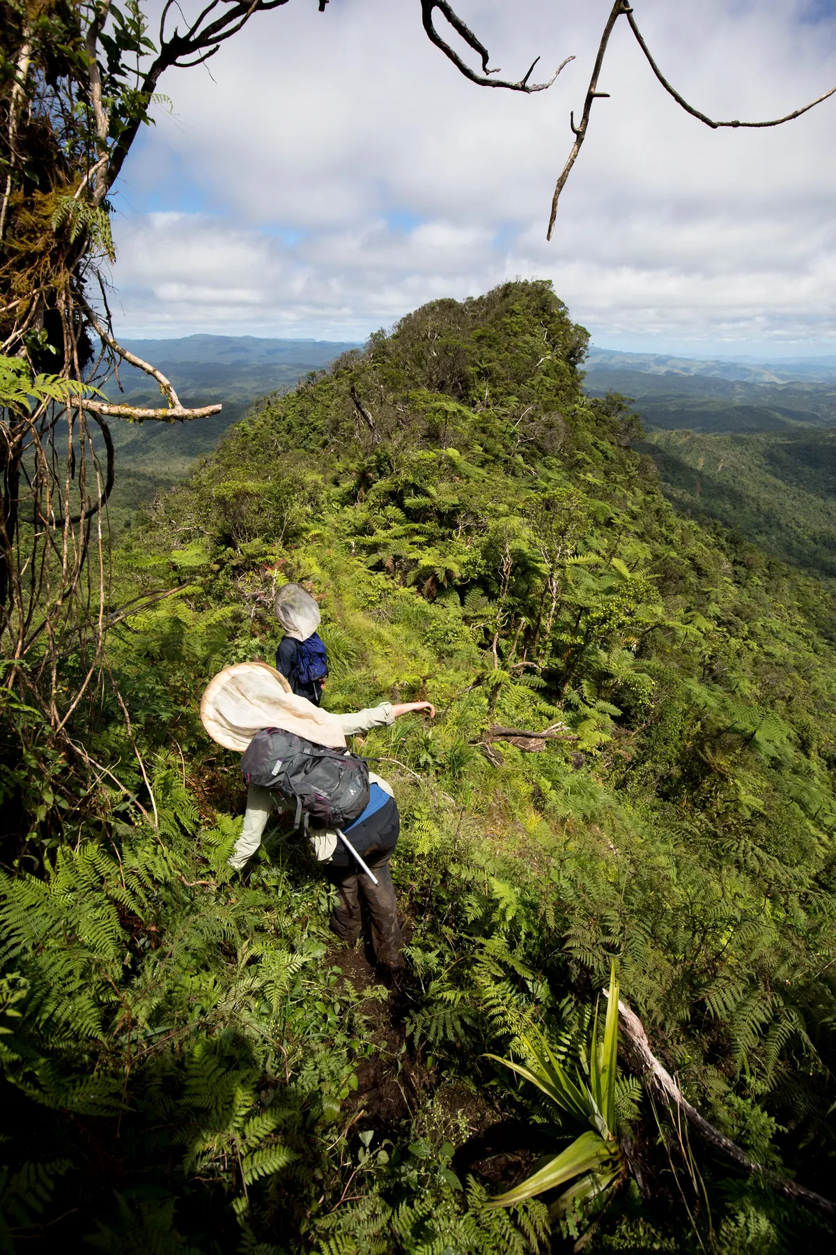 Mount Tomanivi is the tallest mountain in Fiji, and although there are bees there, nobody has checked to see if there are any from the Hylaeus genus.




