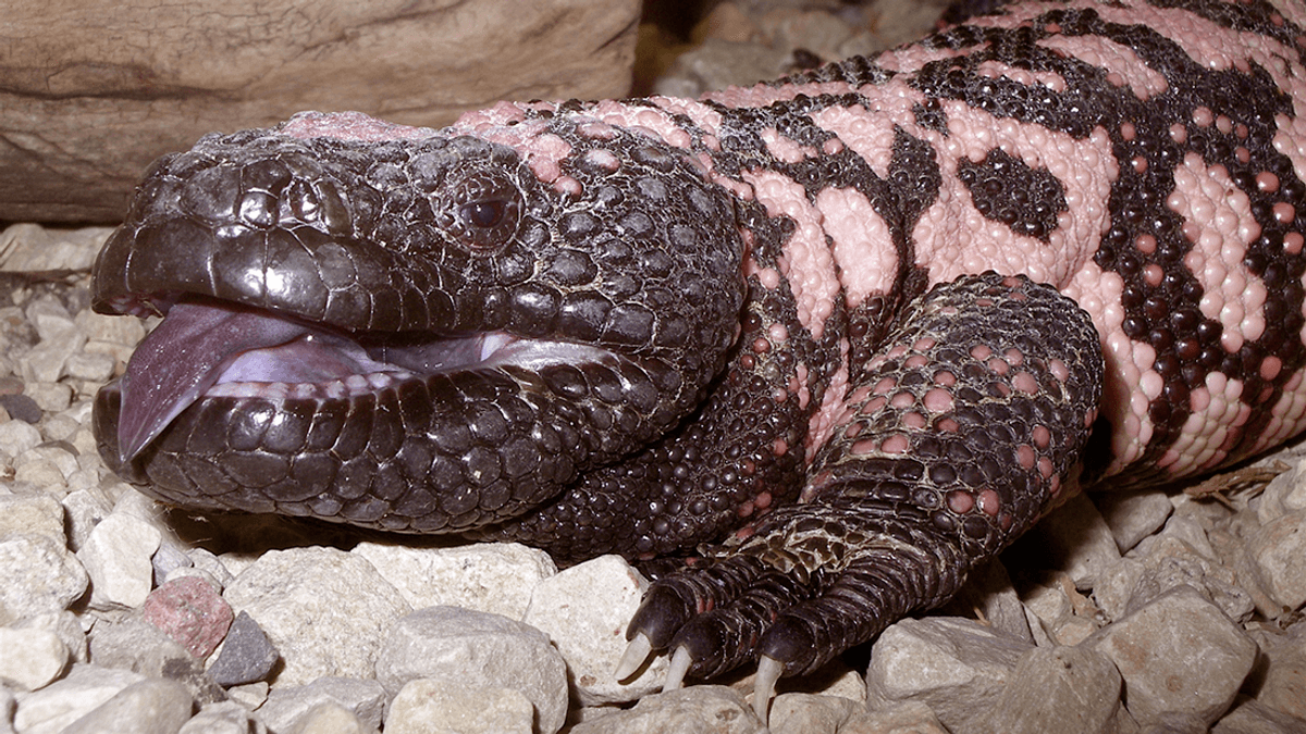 Venomous Lizards: US Man Dies After Pet Gila Monster Bit Him