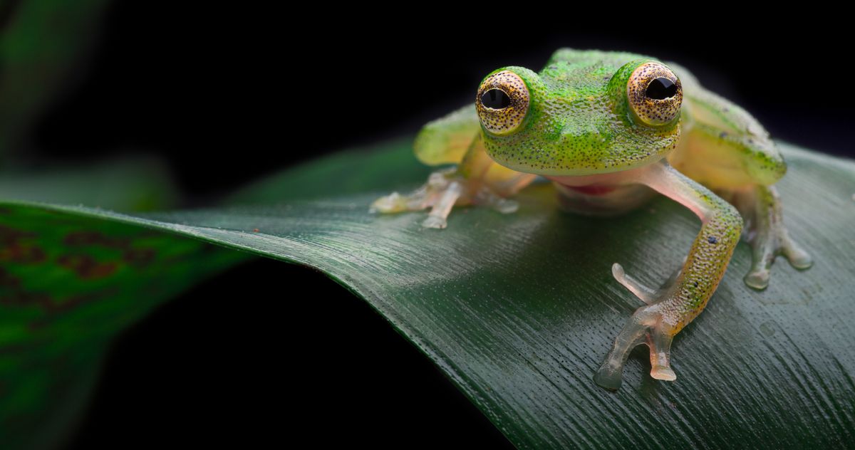 Small Balled Glass Frogs Make Better Fathers