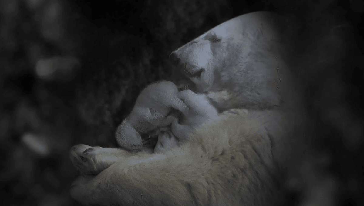 The World's Largest Bear Begins Life As A Fluffy Stick Of Butter - Vimarsana News