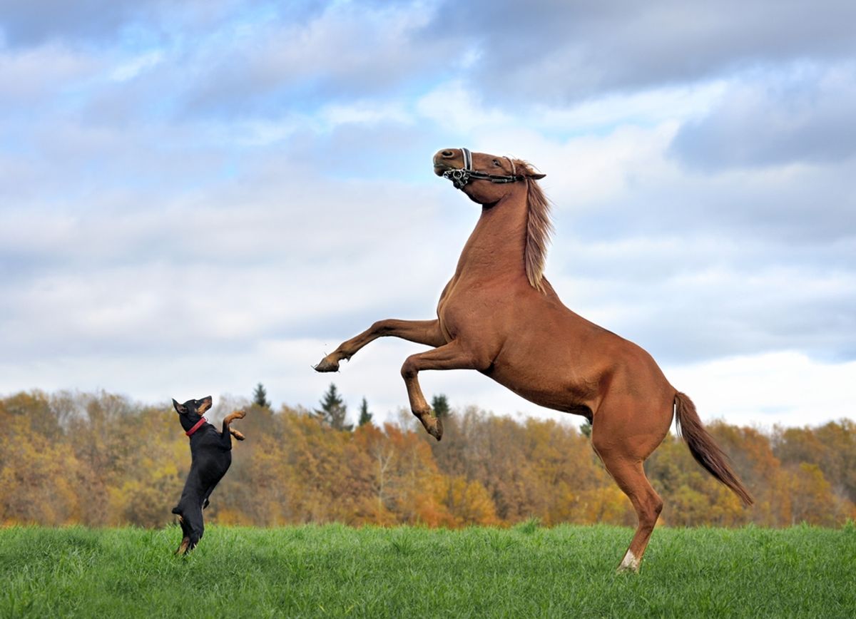 Are Horses Secretly Just Big Dogs?
