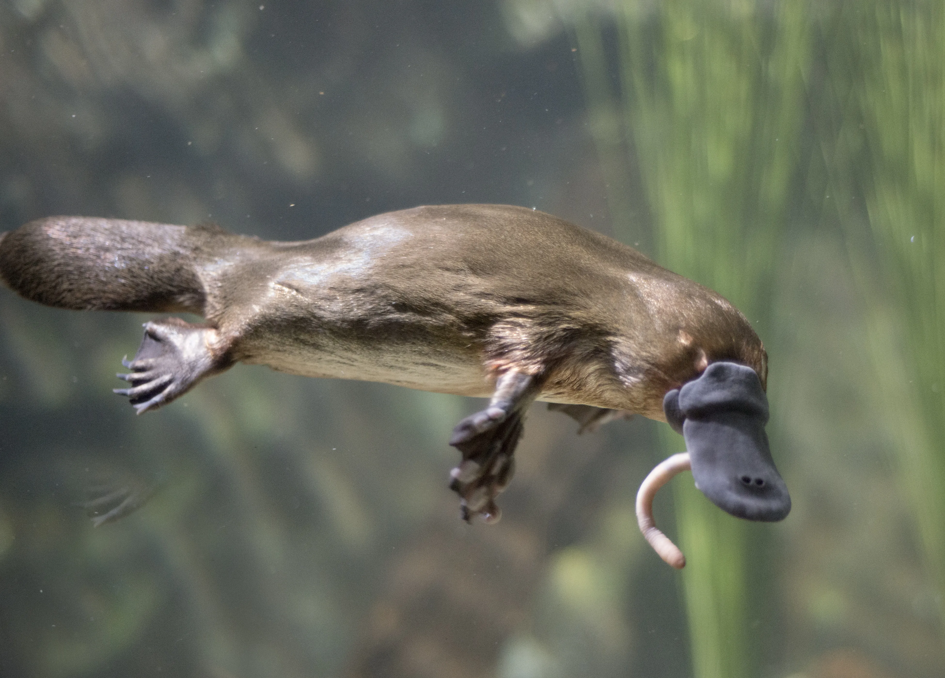 Platypus Venom Claw