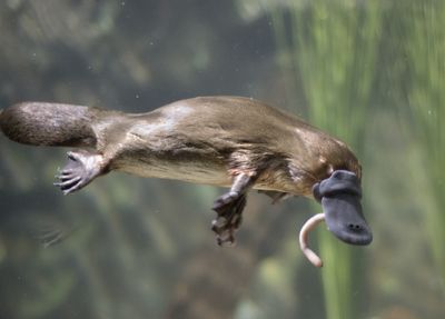 An underwater image of a platypus semi-aquatic mammal eating a worm in Tasmania, Australia.