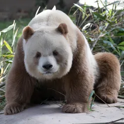 Mystery Of World's Only Captive Brown And White Panda Solved With