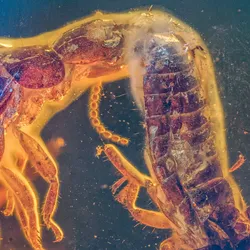 Extinct Termites Trapped Mid-Sexy Time In 38-Million-Year-Old