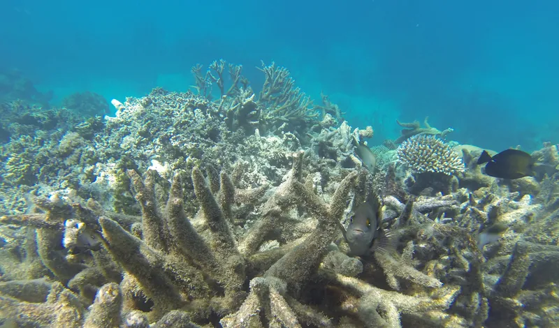Coral bleaching on the Great Barrier Reef, Port Douglas, Far North Queensland