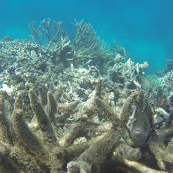 Coral bleaching on the Great Barrier Reef, Port Douglas, Far North Queensland