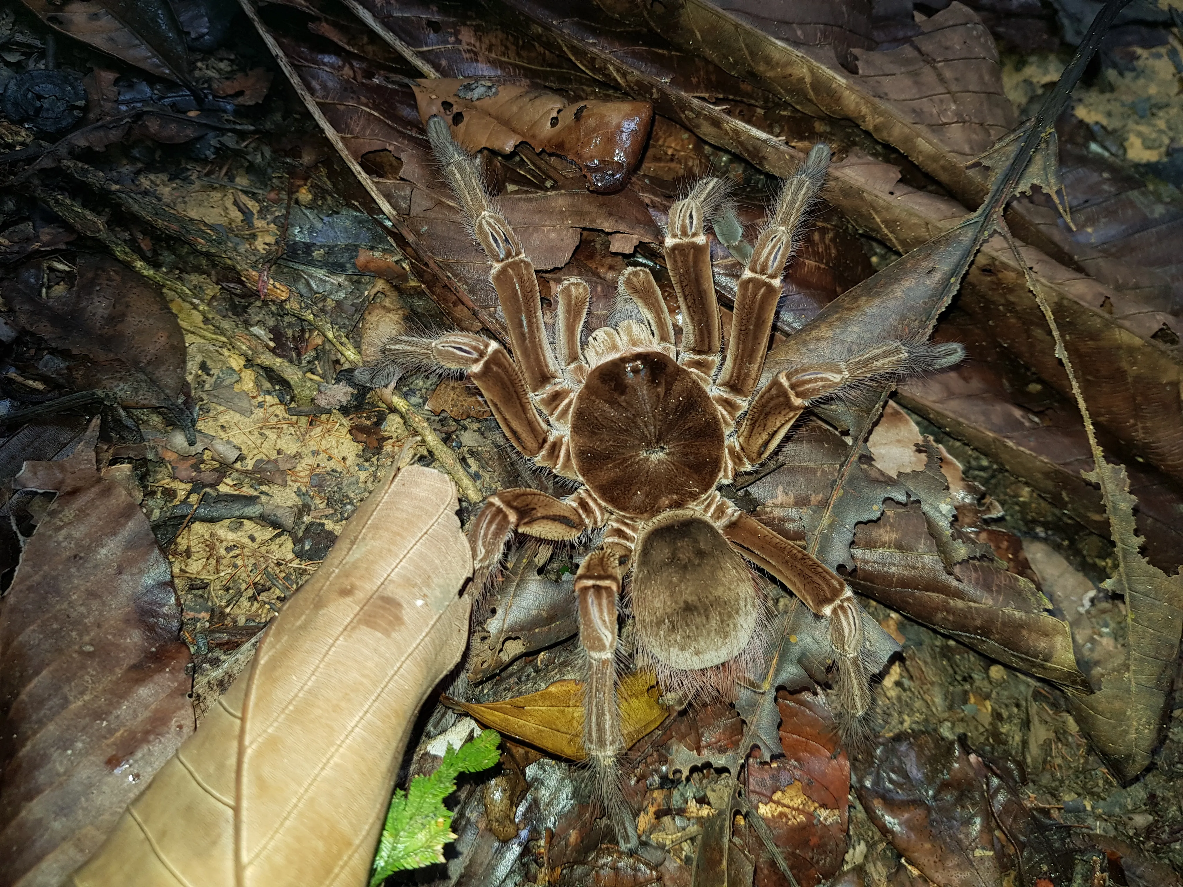 Goliath Bird Eating Tarantula Eating A Bird Goliath Bird Eating Tarantula Eating A Bird
