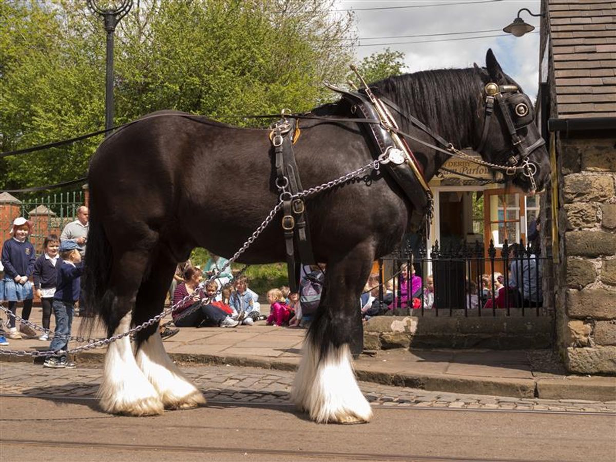 How Tall Was The World’s Tallest Ever Horse?