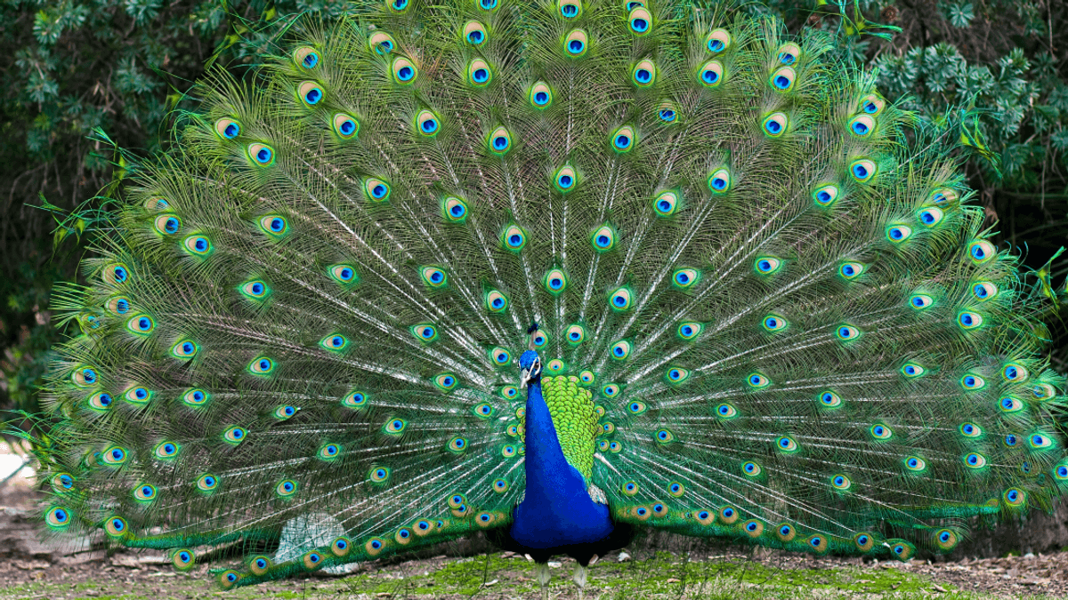 Can Peacocks Fly?