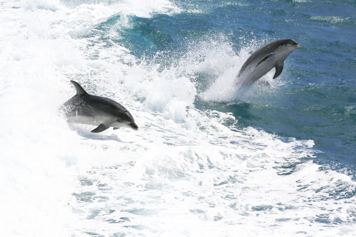 Dolphins Have Local Accents On Opposite Sides Of New Zealand