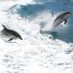 Two bottlenose dolphins leaping out of foamy waves