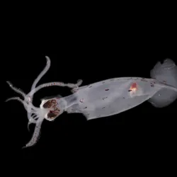 A new species of deep-sea squid found in the Bounty Trough by the Ocean Census project.
