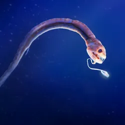 Ribbon sawtail fish (Idiacanthus fasciola)