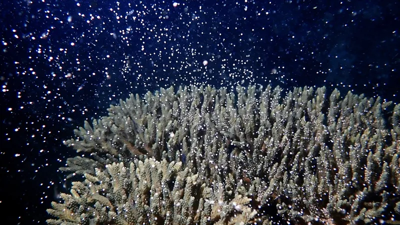 Pale brown coral releasing hundreds of white eggs into an inky blue ocean.