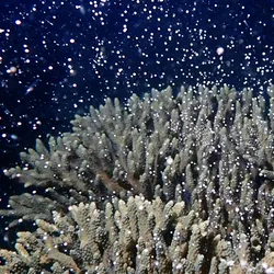 Pale brown coral releasing hundreds of white eggs into an inky blue ocean.