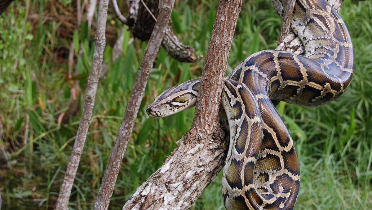 Python Farming | IFLScience