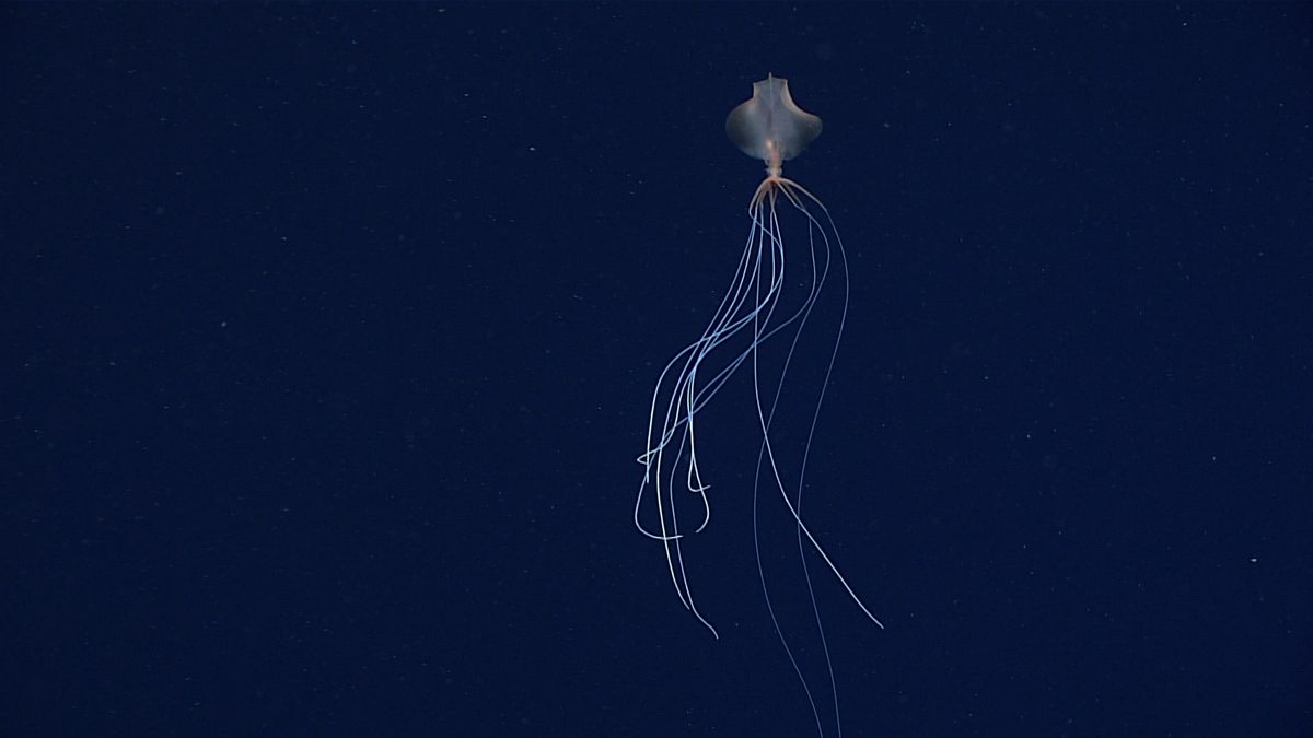 Bigfin Squid: The Alien-Like Enigma That Lives In The Ocean's Darkest Depths
