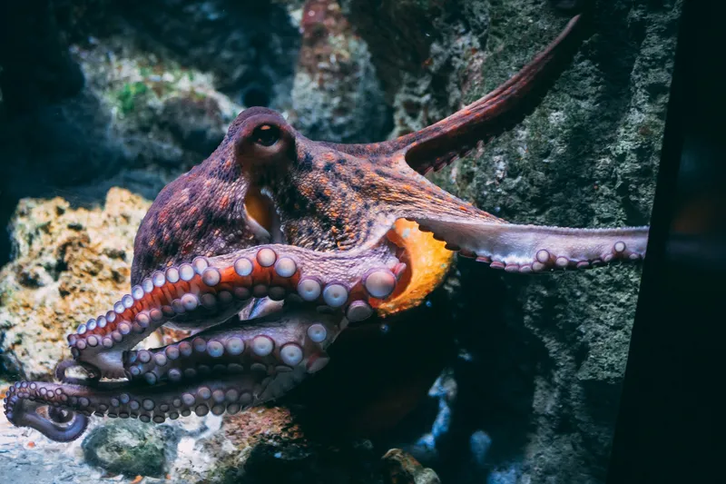 A common octopus with tentacles in a tank swimming.