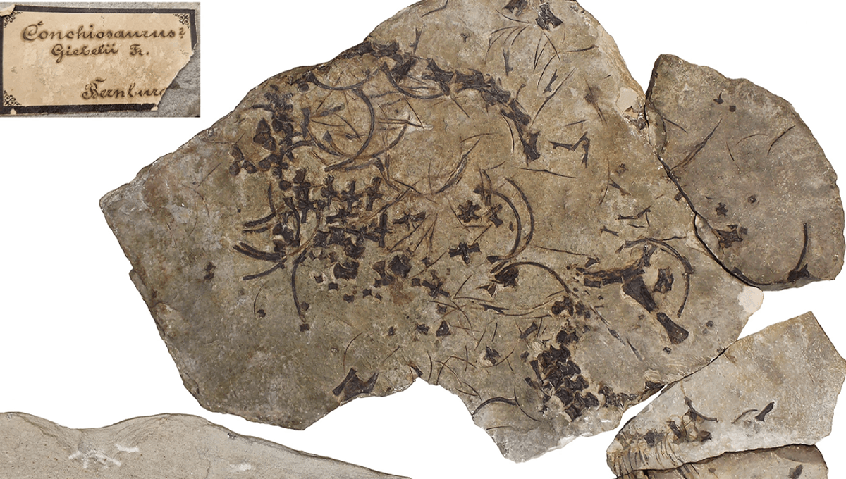 247-Million-Year-Old Fossil Is The World's Oldest Long