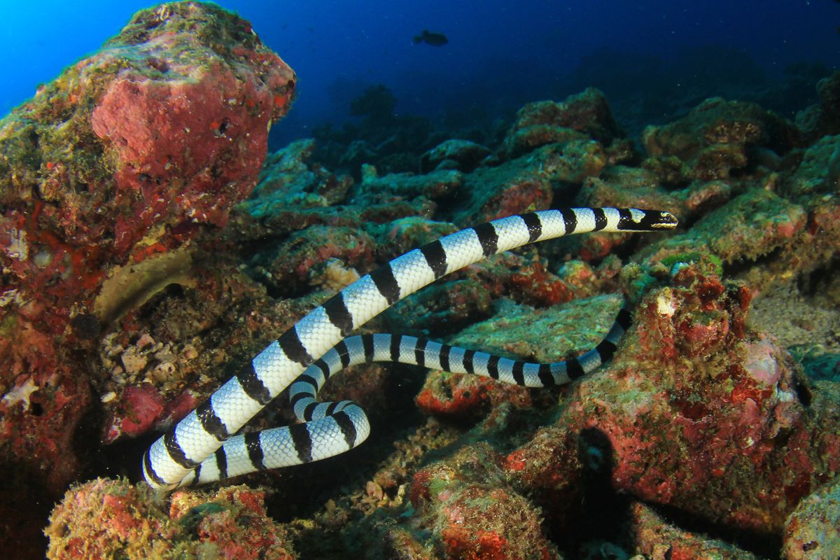 Watch This Bizarre Footage Of A Moray Eel Wearing A Sea Snake Suit