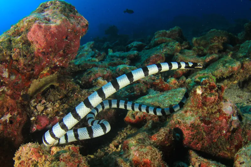 An adult banded sea krait swimming in a coral reef.