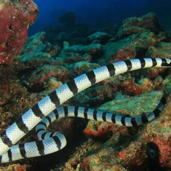 An adult banded sea krait swimming in a coral reef.