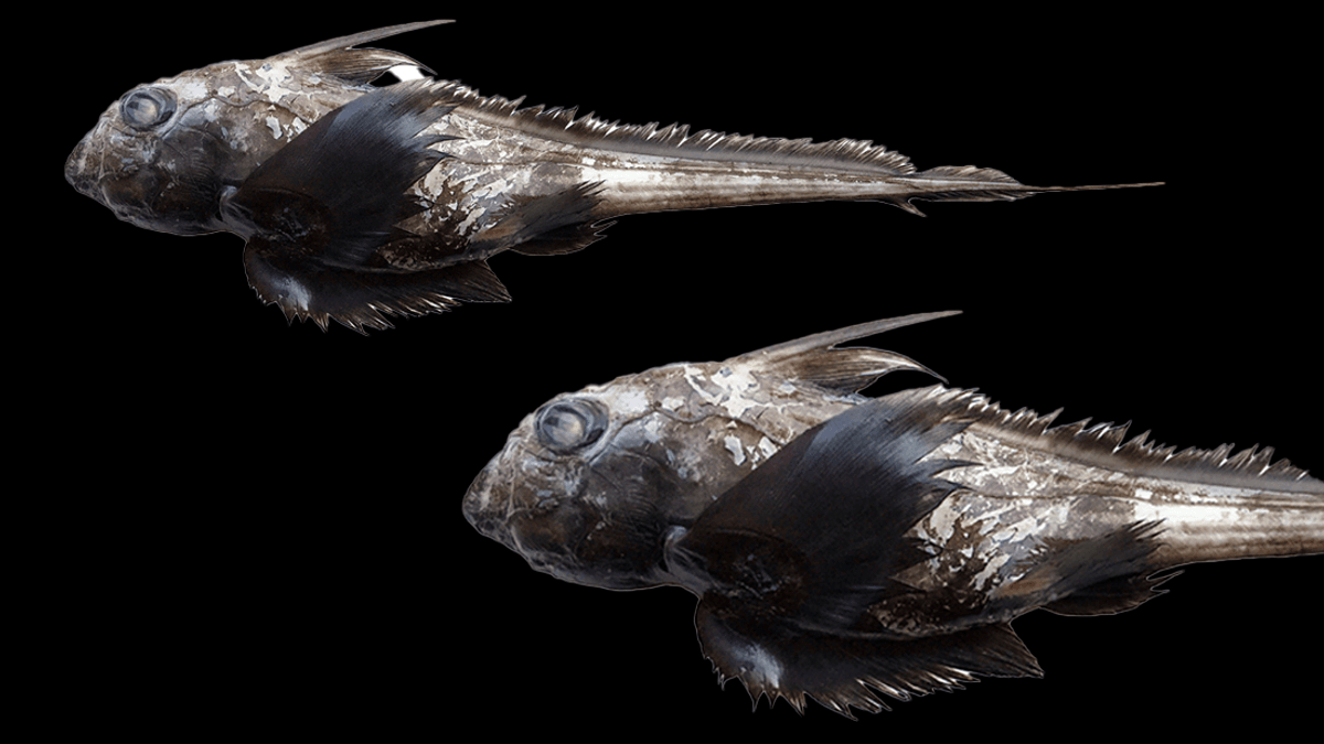 New Species Of 