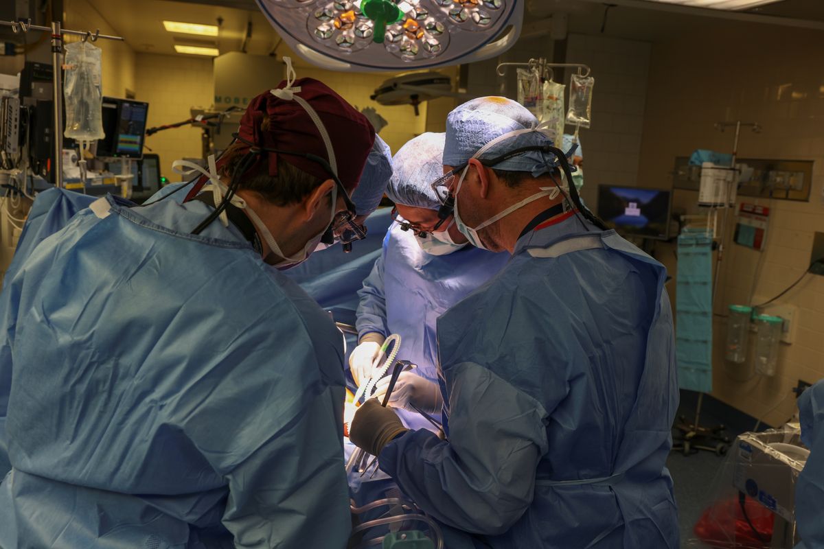 A CRISPR-Edited Pig Kidney Has Been Transplanted Into A Living Person For The First Time