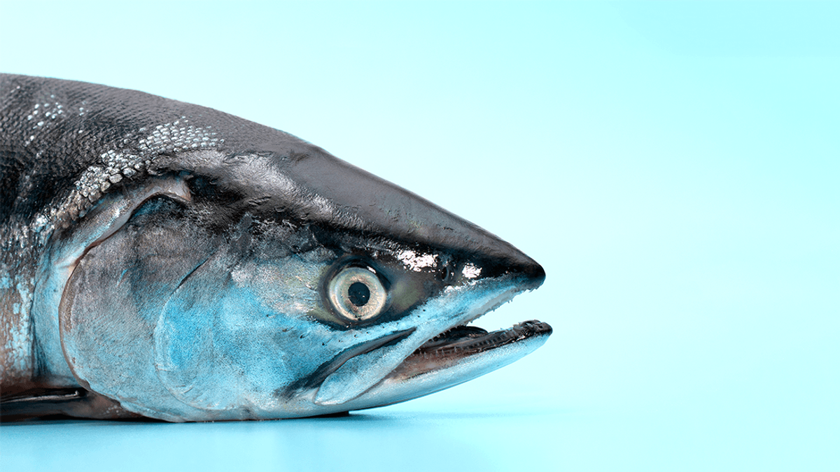 Eat Fish But Not Meat? You're Probably Suffering From The Pescatarian's Paradox