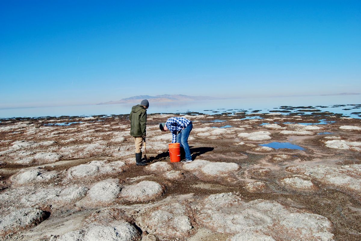 New Creature Discovered Living In Utah’s Great Salt Lake Suggests Whole Web Of Hidden Life