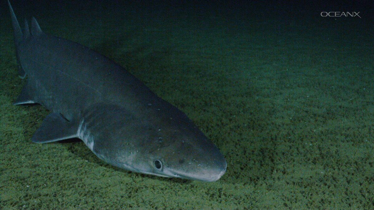 Stunningly Rare Footage Of A Bramble Shark Captured In The Deep Sea