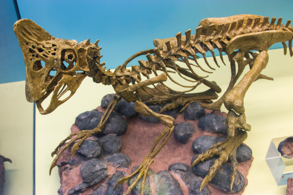 Oviraptor: Was It Really “The Egg Thief”? | IFLScience