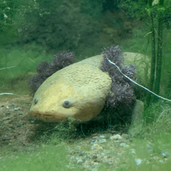 lake patzcuaro salamander