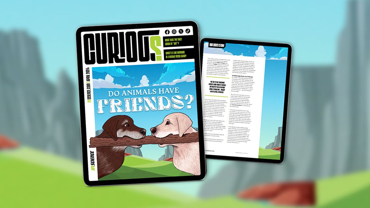 Do Animals Have Friends? Find Out More In Issue 21 Of CURIOUS – Out Now