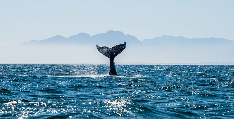 Seascape with Whale tail. The humpback whale (Megaptera novaeangliae) tail dripping with water in False Bay off the Southern Africa Coast.