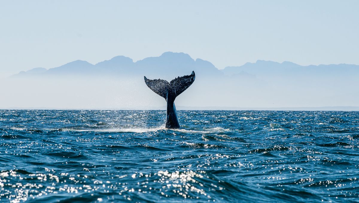 Whales Must Be Granted Personhood, Say Pacific Indigenous Leaders - Vimarsana News