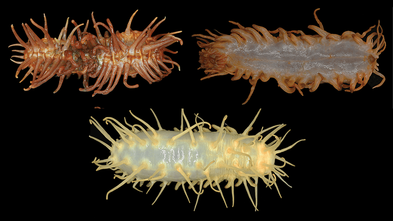 Three new species of sea cucumber, top left is orange and tentacly, top right is mostly white with orange  tentacles, and the bottom one is white with you guessed it, lots of tentacles. 